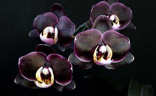 Орхидея в доме - сильный женский талисман