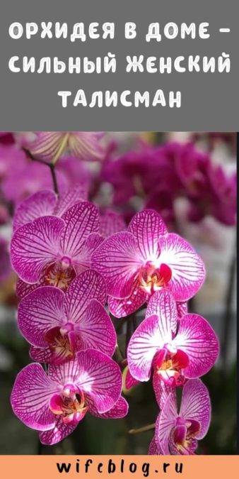 Орхидея в доме - сильный женский талисман
