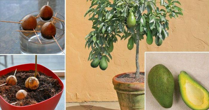 Как вырастить настоящий авокадо у себя дома в горшке