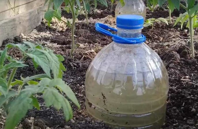 Лайфхак от опытных огородников: трюк с пластиковыми бутылками на грядках