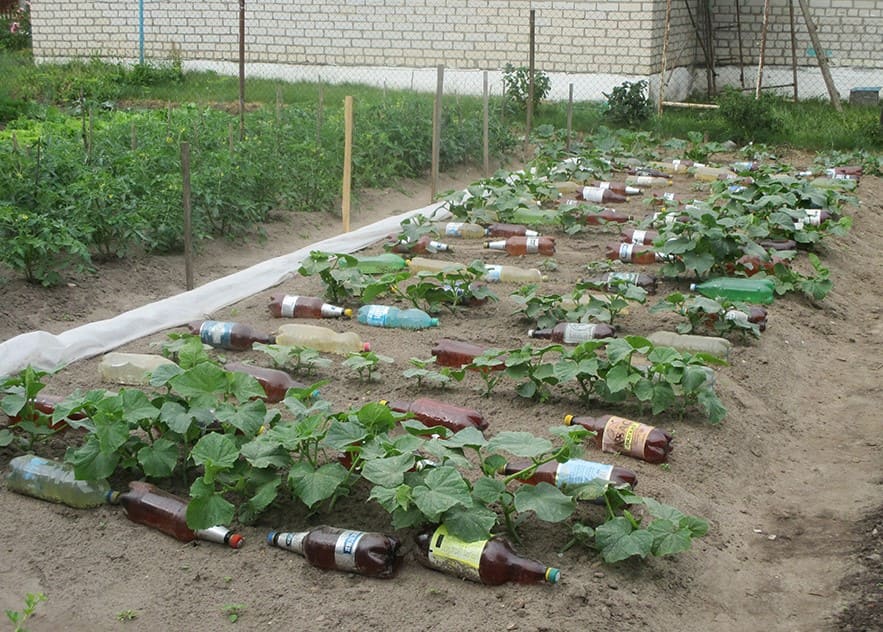 Лайфхак от опытных огородников: трюк с пластиковыми бутылками на грядках