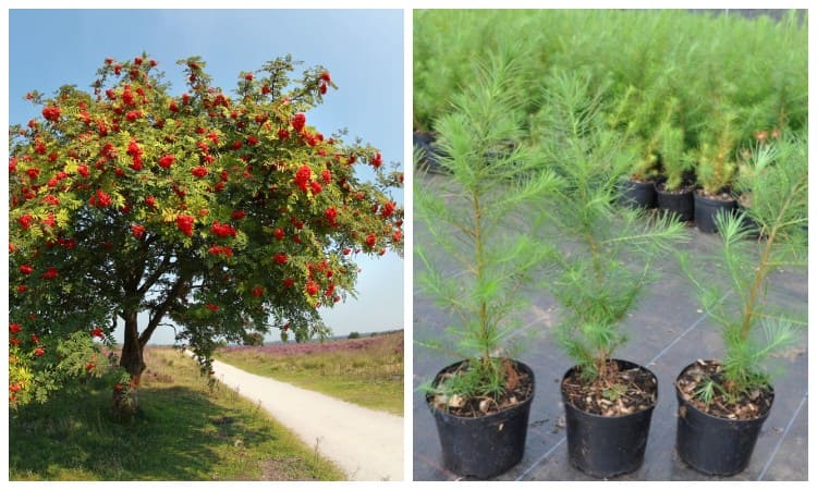 Четыре дерева для счастья и здоровья: их обязательно нужно посадить каждому
