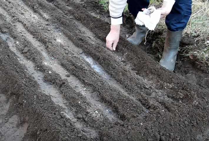 Быстрые всходы моркови: секретный ингредиент, который удивит каждого садовода